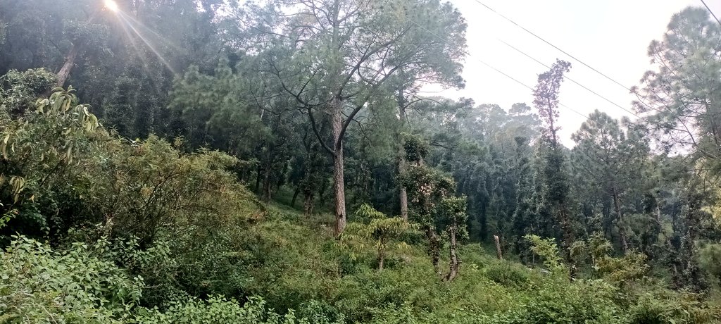 himani_khati's tweet photo. This #ButterflyResearchCentre holds the largest private #butterflycollection in India beautifully treasured by @peter_smetacek situated amidst the oak forest near the #Bhimtal Lake in Uttarakhand.
Highlight of the visit: Butterfly wing mimics !! 🦋
#taxonomy #wingpattern #mimic https://t.co/J2nvMm7imz