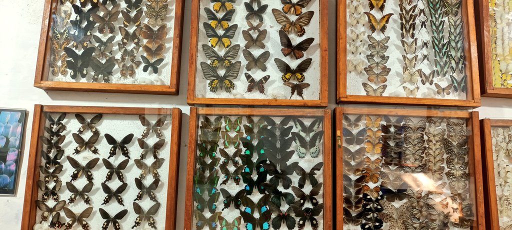 himani_khati's tweet photo. This #ButterflyResearchCentre holds the largest private #butterflycollection in India beautifully treasured by @peter_smetacek situated amidst the oak forest near the #Bhimtal Lake in Uttarakhand.
Highlight of the visit: Butterfly wing mimics !! 🦋
#taxonomy #wingpattern #mimic https://t.co/J2nvMm7imz