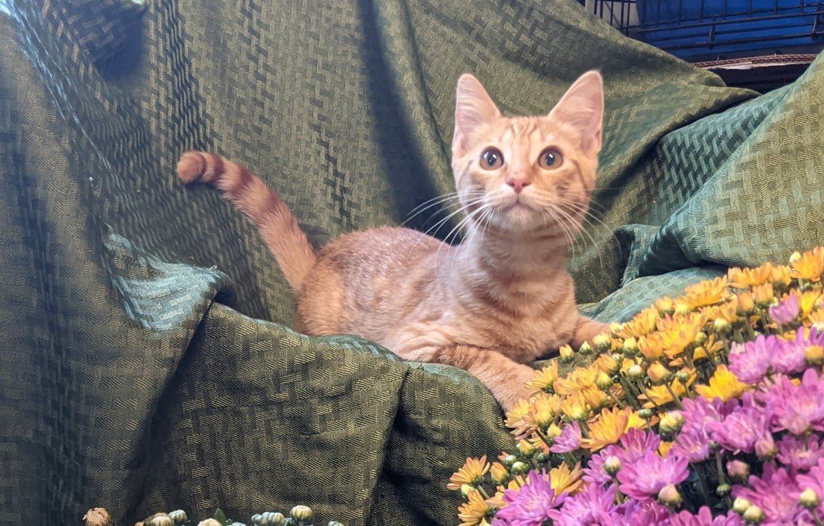 Our rescue in AR has the cat from <a href="/Stray/">leave me alone</a> in three different sizes! S,M,L I'll be heading to SF, CA and can easily bring these cuties with me!

Act fast! These lovable #cats and #kittens won't last! 😸🧡