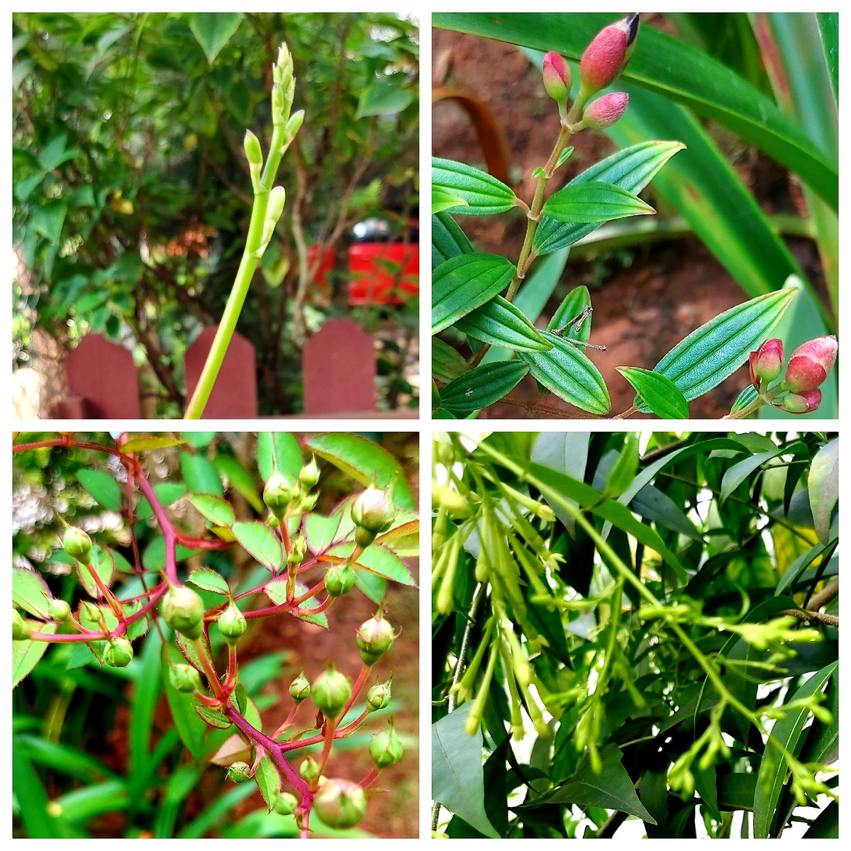megirish2001's tweet photo. #ThursdayMorning
The sun is out and soon these insignificant buds will bloom into beautiful flowers...

Nature ensures rainbow &amp; cheer even after too much gloomy clouds &amp; rain. Good to remember when times are tough...

Can you name these flower buds? 
Wishing all a great day 🙏 https://t.co/YLCIaJ71oA