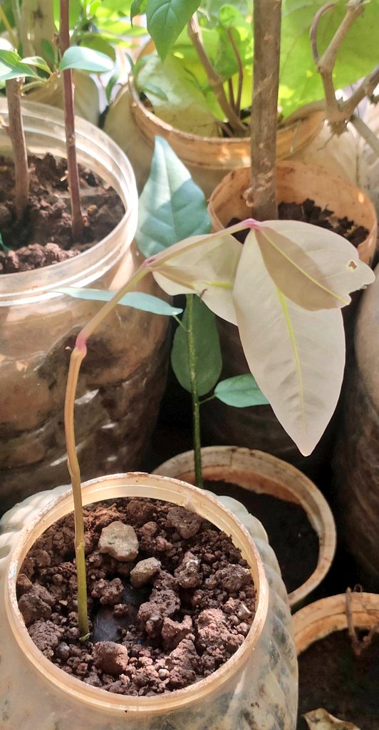 3d_india's tweet photo. It took very Long for this sitaashoka seed to germinate, and then the rat comes and eats the top, but it did not lose hope and fought back to grow.
Growing nice now π
#treesofindia #50trees #GardenersWorld https://t.co/CENzLs5iZ3