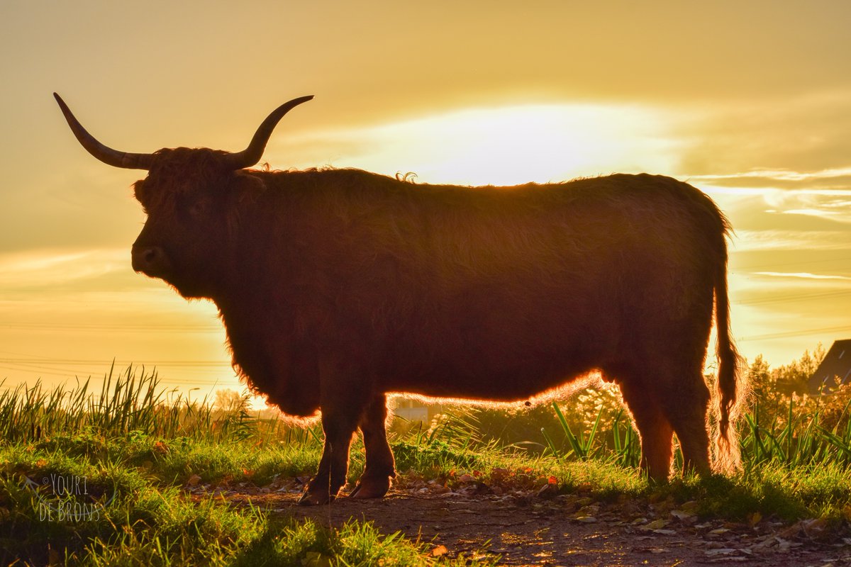 Youri82's tweet photo. #fall #autumnweather #seasons #fallweather #colorful #nature #autumn #falltime #landscape #landschap #iphonography #iphotography #landschapsfotografie #landscapephotography #iphoneography #sun #SchotseHooglander #ScottishHighlander #HolyCow #sunset #HighlandCow https://t.co/EKpTWrzmlo