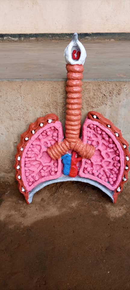 ScienceModels's tweet image. The model of respiratory system for teaching science in Primary, secondary, PTCs, NTCs