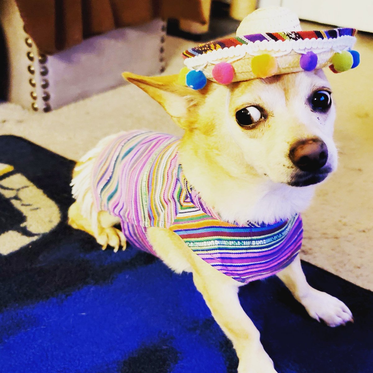 StitchMclean's tweet photo. @KennedyNation #Kennedogs Stitch McLean https://t.co/7JeRt0nnTj