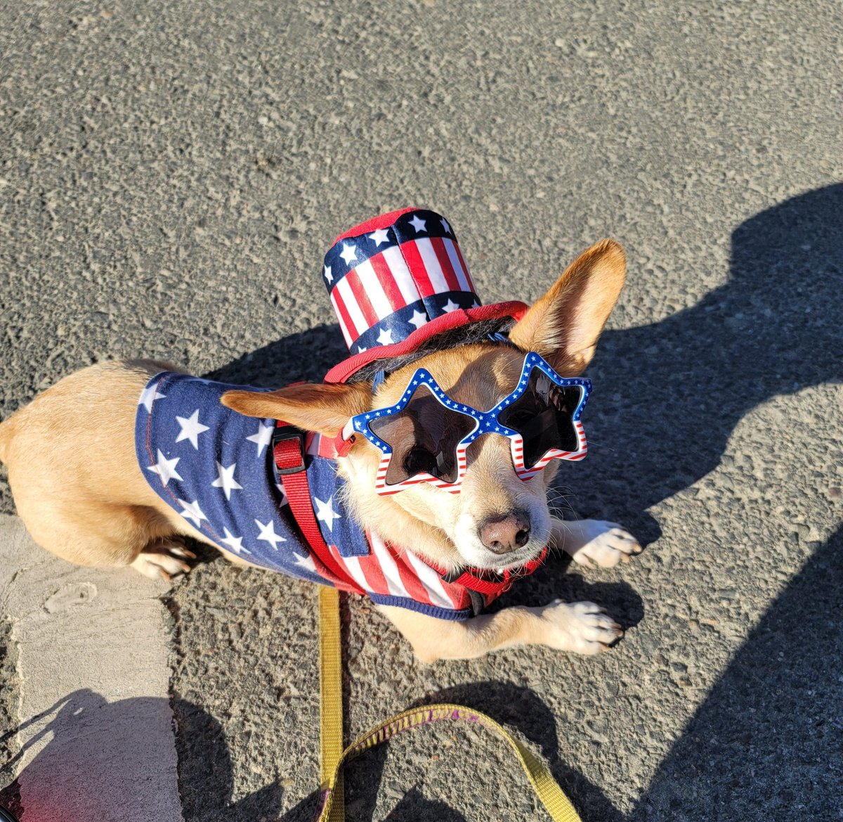 StitchMclean's tweet photo. @KennedyNation #Kennedogs Stitch McLean the patriot https://t.co/z9cErnEMxM