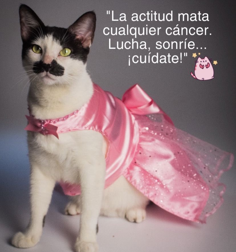 labigotess's tweet photo. #PuebloUnidoYActivo #panama  #19Octubre https://t.co/SOplc98DJc