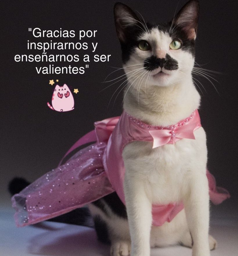 labigotess's tweet photo. #PuebloUnidoYActivo #panama  #19Octubre https://t.co/SOplc98DJc