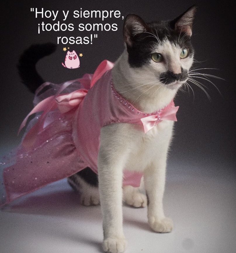 labigotess's tweet photo. #PuebloUnidoYActivo #panama  #19Octubre https://t.co/SOplc98DJc