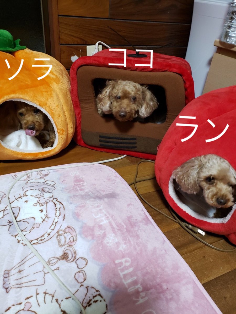 セラミン tweet media