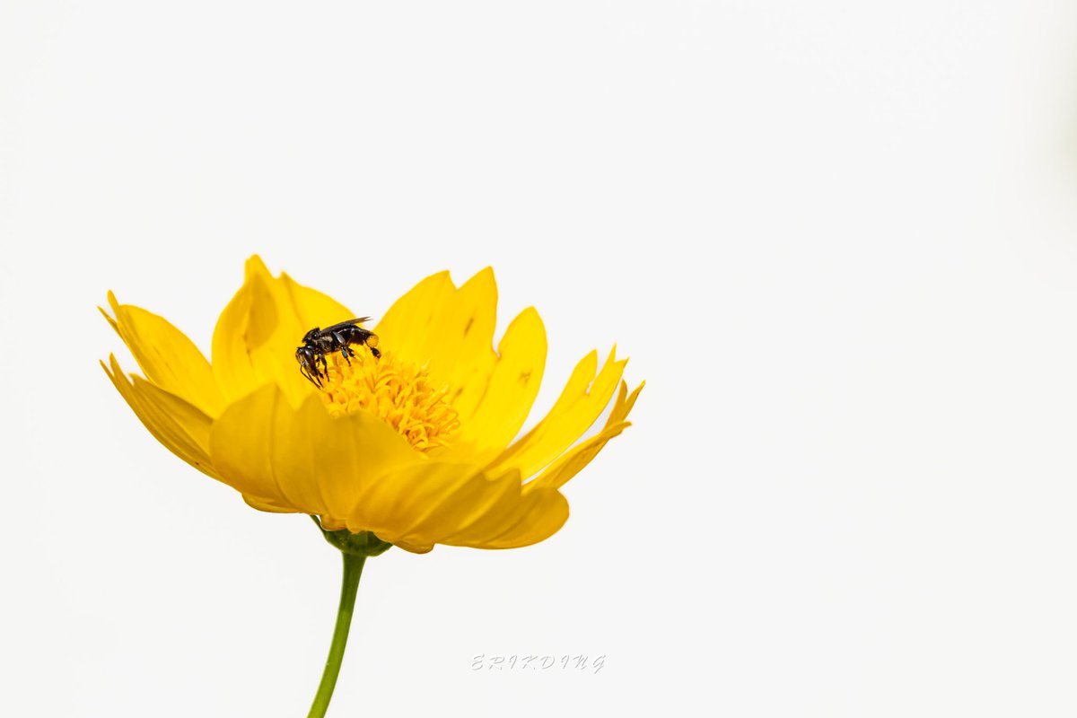 ErikDing868's tweet photo. #honeybee #bee #savethebees #nature #honeybees #beesofinstagram  #pollen #macro #naturephotography #flowers #macrophotography #insects #pollinators #macroworld #macrobee #plants #entomology #bhfyp #macrophoto #sunflower #flowerphotography #love #canon #brilliance #perfection https://t.co/mb2rjcCbKC