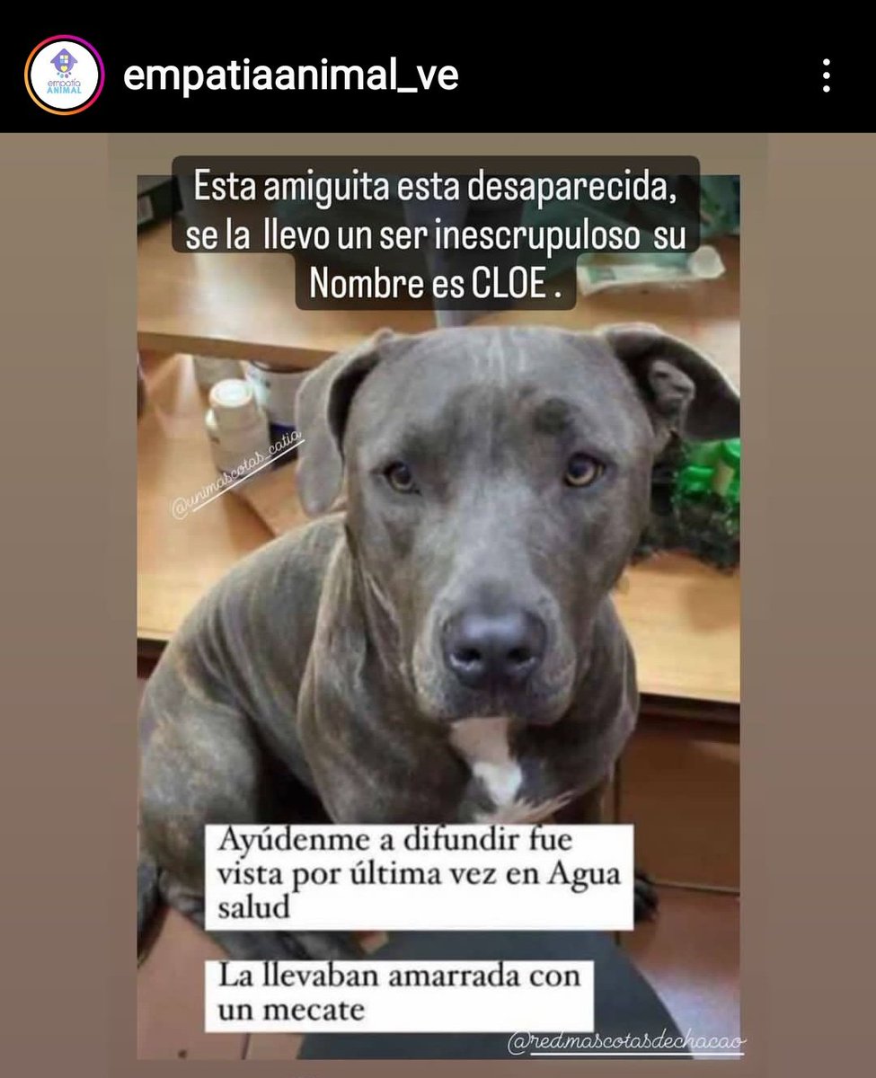 Mary_Jar's tweet photo. #Urgente #Caracas Se busca a Cloe. Se la robó un desgraciado. La carga con un mecate y fue vista en Agua Salud. Se agradece información. Por favor, si la ven, hagan lo posible por rescatarla y avisen al IG: de @empatiaanimal1  Gracias por difundir. @PerroUsuario https://t.co/GbfkBLSiRL