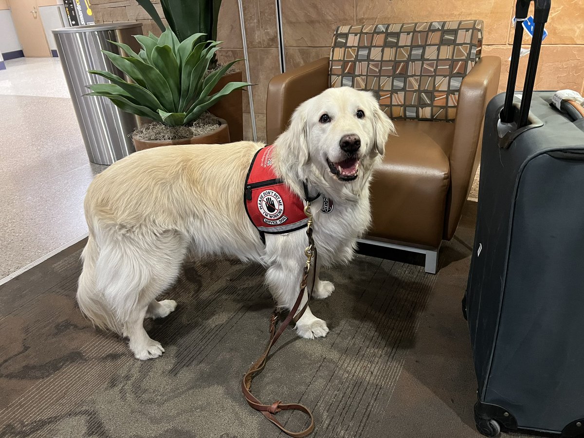 sampson_dog's tweet image. Thank you frens! Mom and I both fell a-snoozle and ignored the grumpy people. We are safely back in Arizona! The grumpy people even said I was the bestest boi and they forgot I was there. Maybe they learned that a Service Doggo is the Best! Flight! Companion! Ever!