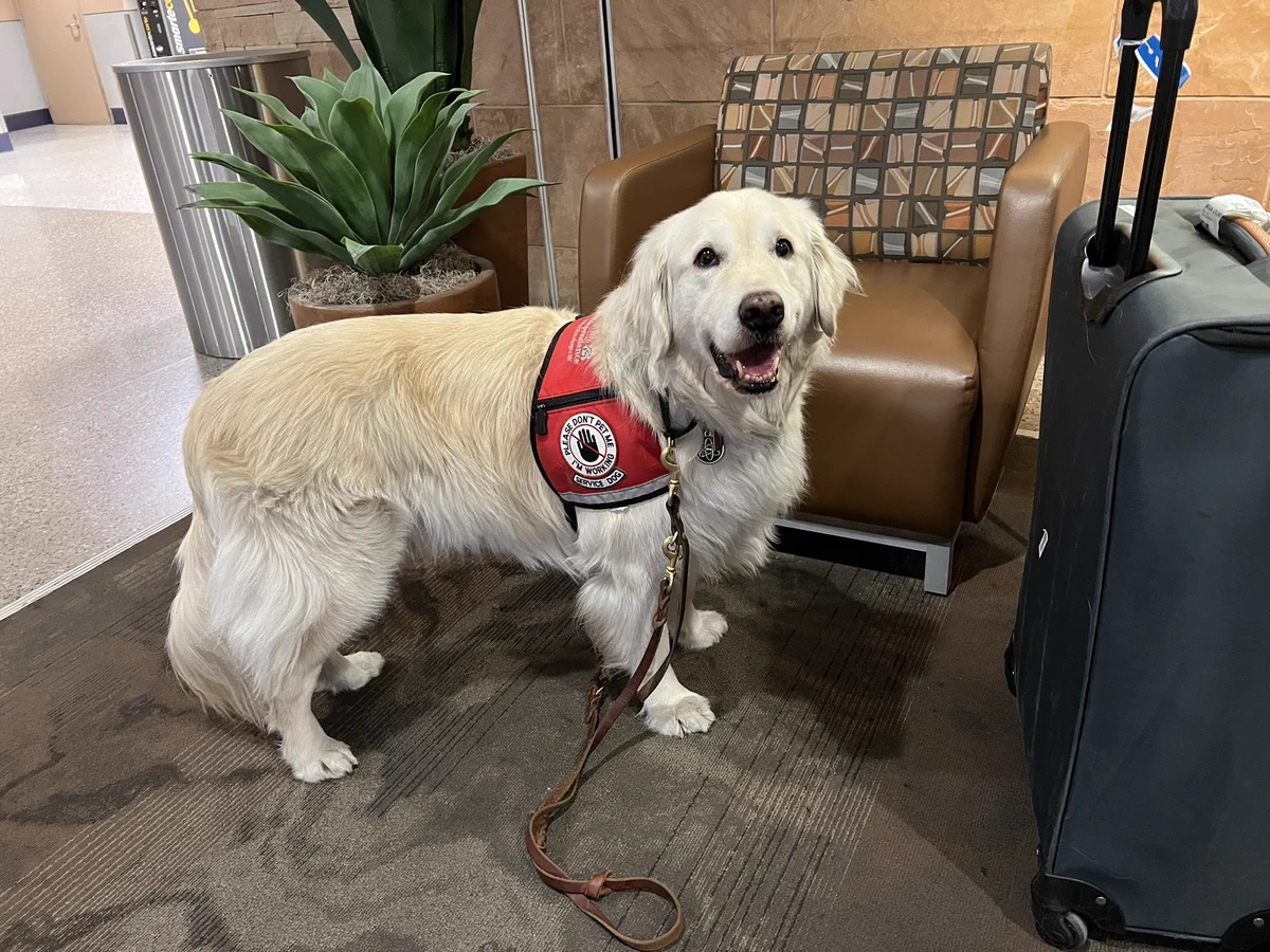 A happy looking service dog is standing next to a piece of luggage
