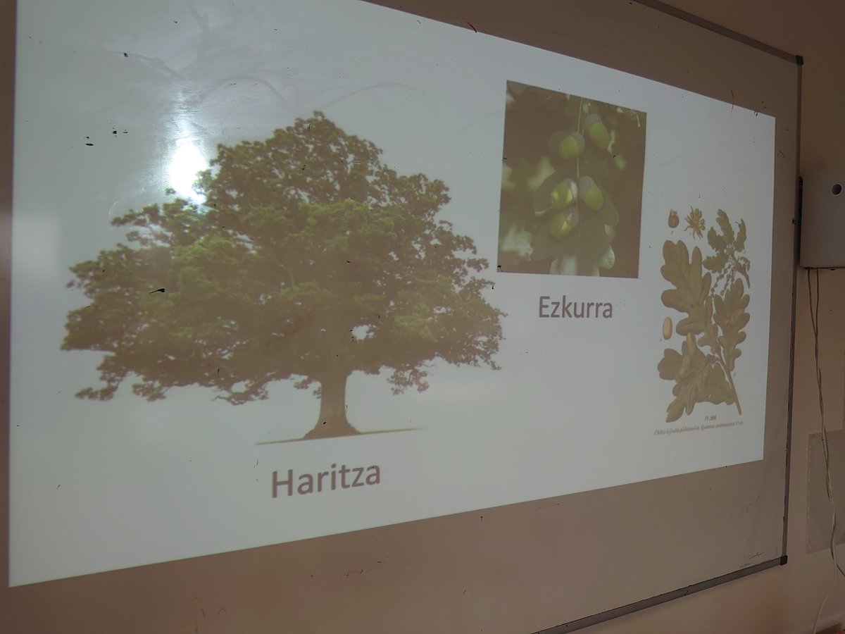 lascube's tweet photo. Atzo egurrezko aurkezpen klasea Xalbador Kolegioan.
Hier découverte des arbres et des métiers du bois au Collège Xalbador.
#transmettre #apprendre #métier #passion #artisan #euskalherria #paysbasque #ikastola https://t.co/al6aZV3xua