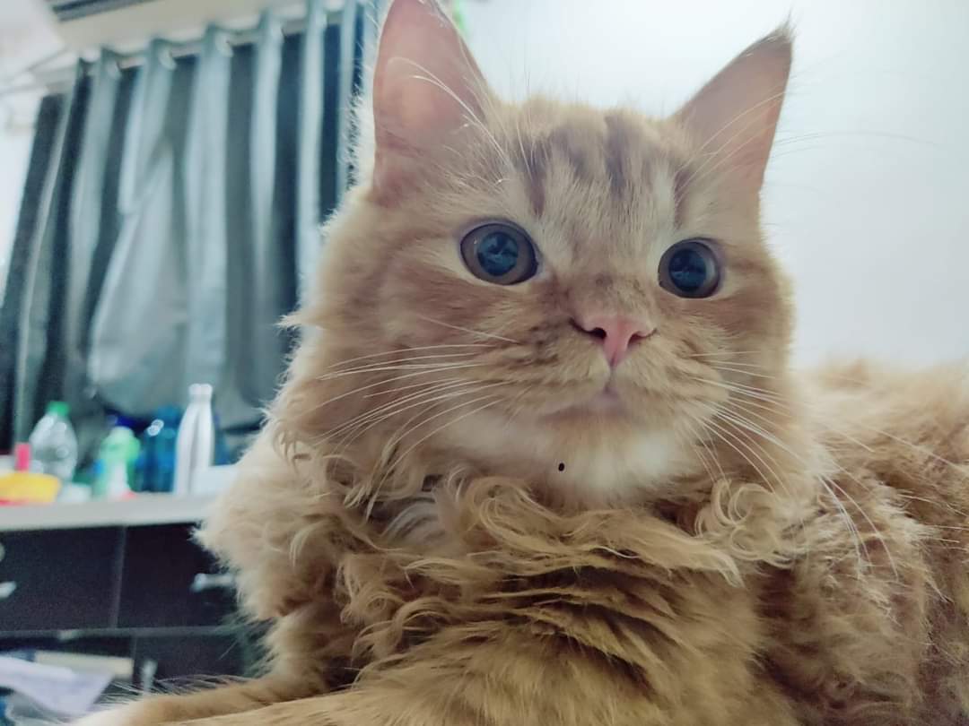 smiriti_parmar's tweet photo. Cute
😸
#smiritiparmar
#cat #cats #catsofinstagram #of #catstagram #catlover #catlife #instagram #catlovers #kitten #instacat #kitty #pet #cute #love #meow #dog #catoftheday #pets #kittens #gato #animals #catlove #animal #cutecat #world #gatos #petsofinstagram #kittensofinstagra https://t.co/PGkCHp2qJe