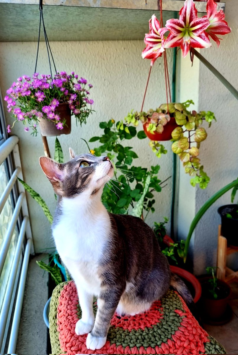 JuliUlloa13's tweet photo. A Fermín, Gaspar y Simón también les gustan las amarilis 🐱🐱🐱🌺 https://t.co/K352cJgpfV