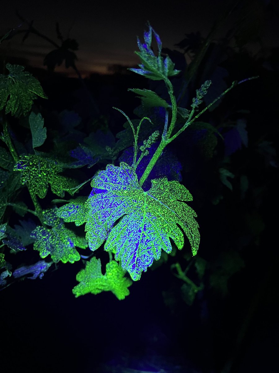 BrandyRawnsley's tweet photo. Spraying for downy mildew? Think you’ve got good protection with copper? Top of the leaf protected but look here - no product on the underside! A translaminar fungicide like #Revus will give optimal protection @SyngentaANZ ⁦@HortApplication⁩ @Tractor_Tread https://t.co/BI3tDZ8W3f