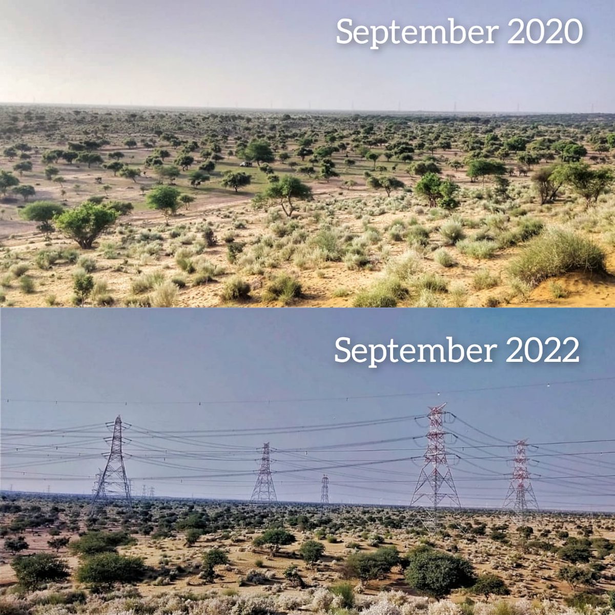 BNHSIndia's tweet photo. The rapidly changing skyline of Deg Rai Mata Oran near Devikot, Jaisalmer - much after the Supreme Court directive to lay the transmission lines underground. We have already lost two bustards here, one more is roaming in this place right now. Save this Oran and secure the GIB. https://t.co/XAE3GpQeTJ
