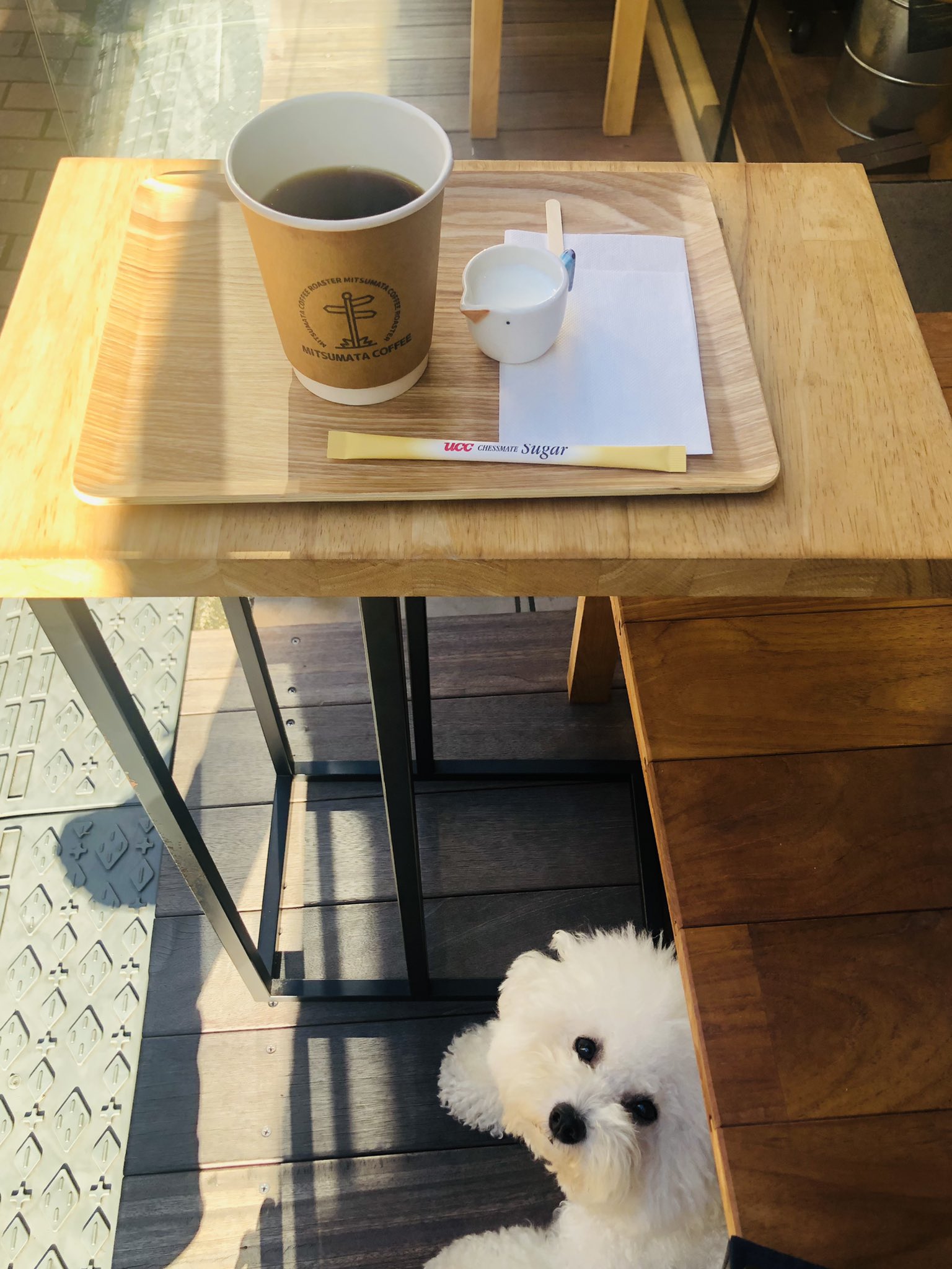 白フワ犬 ビジョンフリーゼ わた Bichonwata Twitter