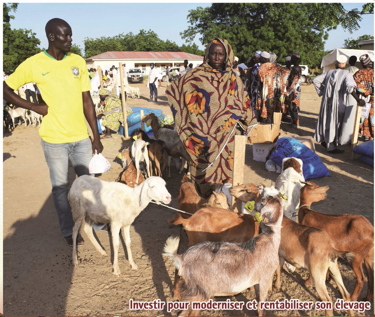 prodel_cm's tweet photo. 𝗖𝗢𝗠𝗣𝗢𝗦𝗔𝗡𝗧𝗘 𝗜 : 𝗦𝗮𝗻𝘁é 𝗮𝗻𝗶𝗺𝗮𝗹𝗲
✅ Plus de 6 millions de chèvres et de moutons vaccinés 
✅ 74% de séro-prévalence contre la peste des petits ruminants 
✅ 3 campagnes de vaccination nationales et gratuites de masse.
#BanqueMondiale #succes_prodel #prodel https://t.co/X7yZClzx0S