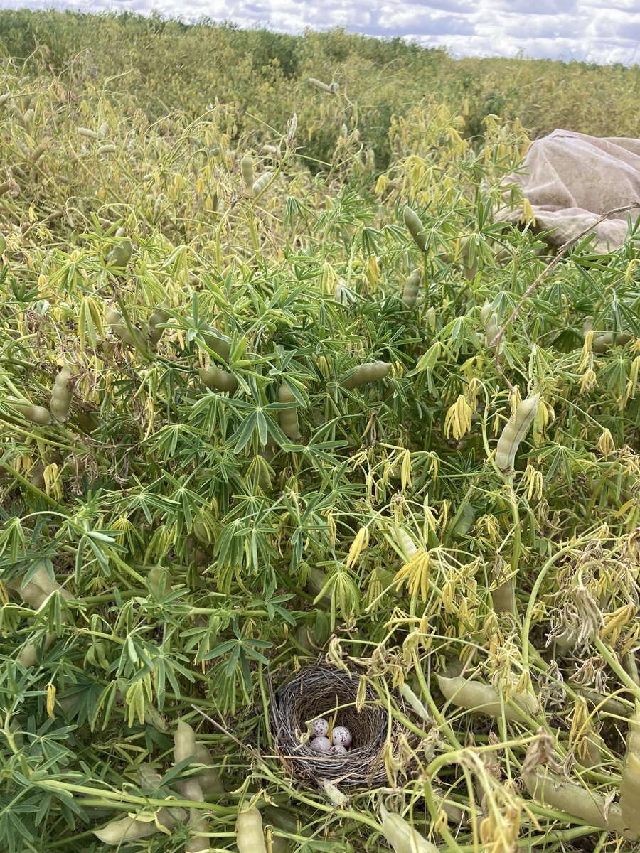 Dan Taylor tweet media