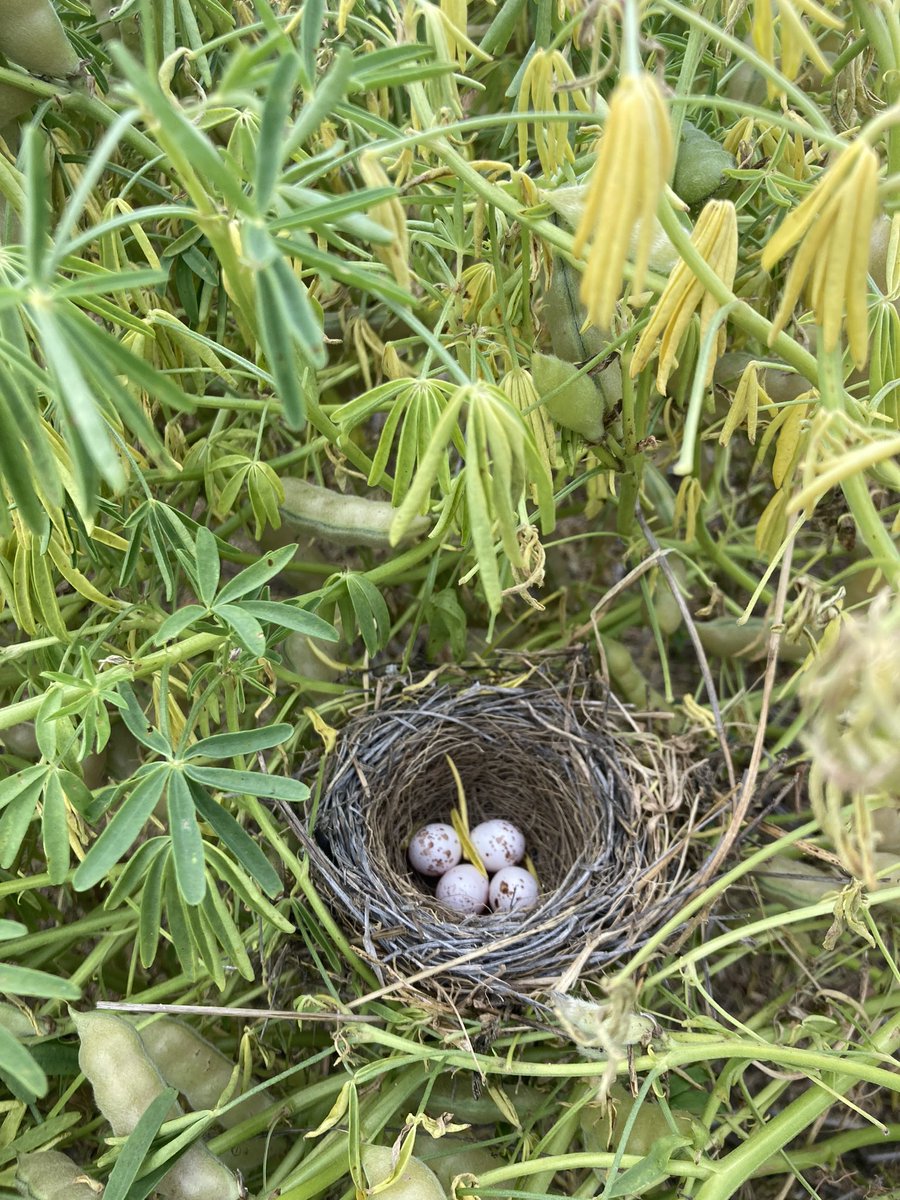 Dan Taylor tweet media