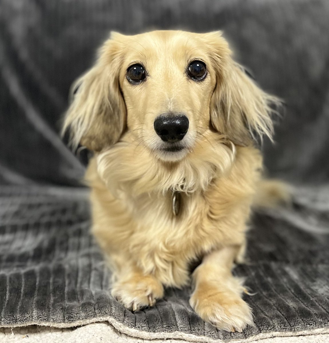 Serious face …. Nothing that the cheeses cannot sort out Mama  … am I right? 😂 🧀  #lookintomyeyes #shinynose #dreamy #cutedog #cheese 🧀