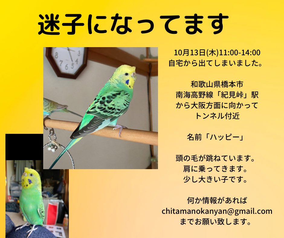 3K11t5R86UwFSni's tweet photo. 情報お待ちしております。
#インコ迷子#セキセイインコ#探しています#和歌山県 https://t.co/msGysMCEXg