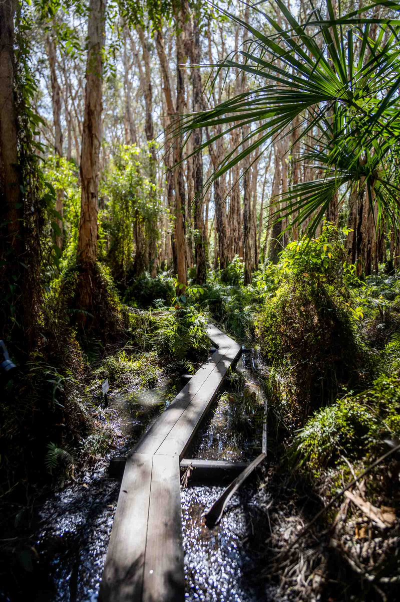 We found a real gem in 1770 (the town, not the year). Paperbark Forest was a 20 minute walk through a magical forest over stepping stones and ramps. If you’re travelling through #Queensland don’t miss it.

#travel #forests #australia #Delicadays #allabroadau #lapofaustralia