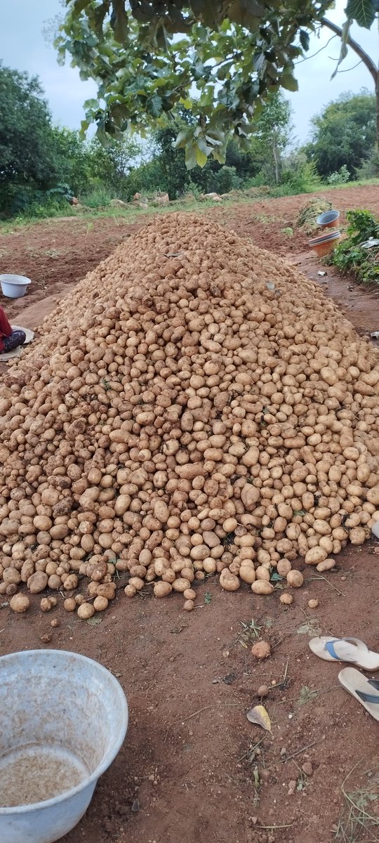 Nani 🤏 tweet media