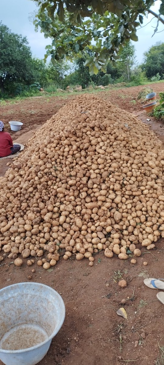 Nani 🤏 tweet media