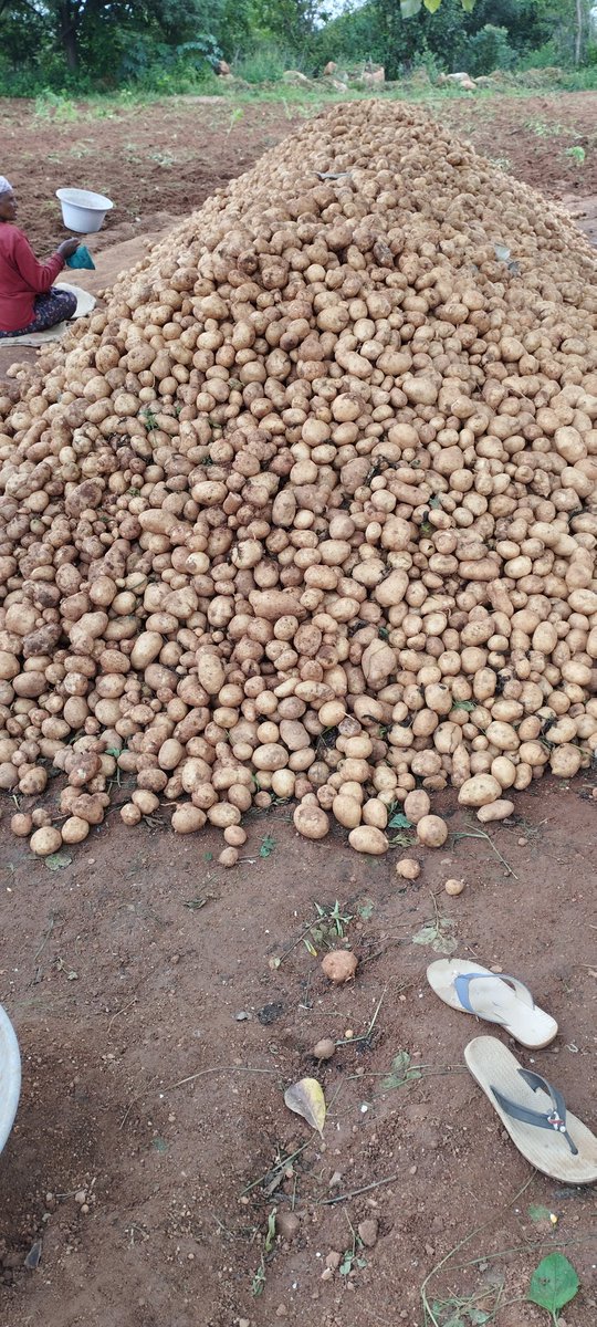 Nani 🤏 tweet media