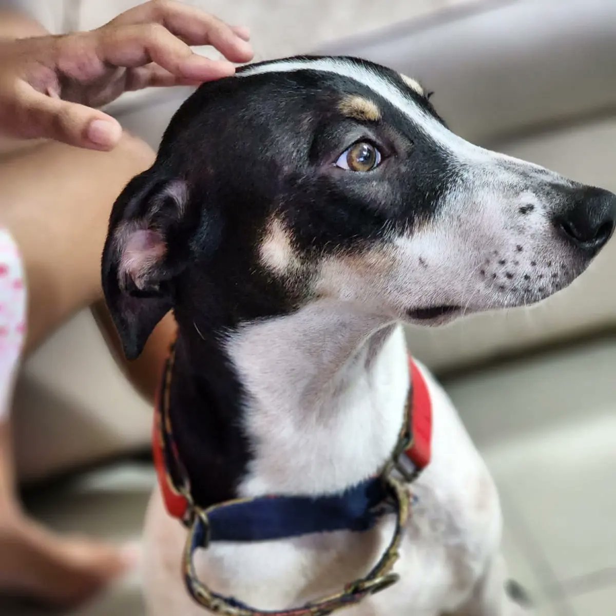 worldforall's tweet photo. Chess is a one of a kind pupper! He gets along SO well with kids, adults and other dogs.
To shower you with love and licks is his favourite pastime ♥
Chess needs a foster home urgently. Please spread the word for him.
Contact 9004257179 to take in Chess
#worldforall #adoption https://t.co/ikL47MefoD