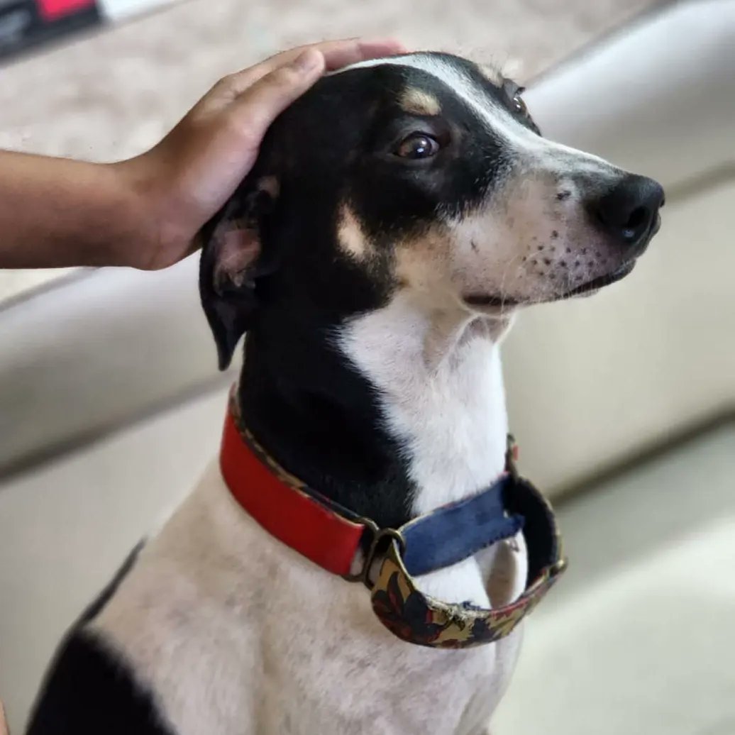 worldforall's tweet photo. Chess is a one of a kind pupper! He gets along SO well with kids, adults and other dogs.
To shower you with love and licks is his favourite pastime ♥
Chess needs a foster home urgently. Please spread the word for him.
Contact 9004257179 to take in Chess
#worldforall #adoption https://t.co/ikL47MefoD