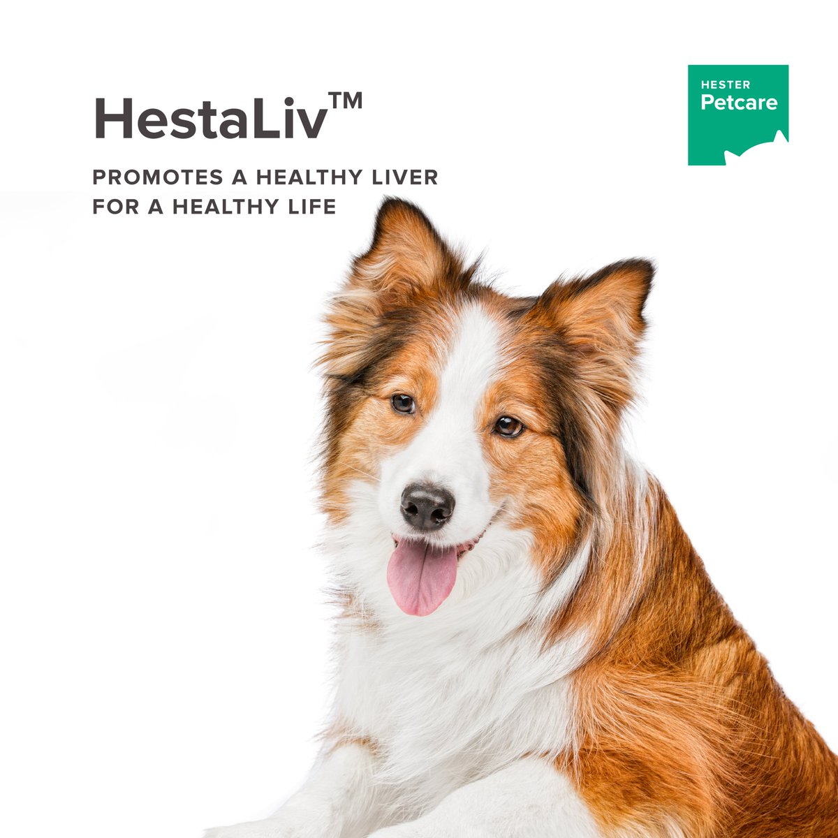 Hesterindia's tweet photo. HestaLiv™ is an effective formula that enables the pet's body to help restore #MetabolicEfficiency and boost the #EnzymaticActivity of the liver to optimise the digestion process.
Product: https://t.co/unr5Wnye4c
#hester #digestionsupport #dogsupplement #HealthyDietTips https://t.co/9dgdcxzeyI