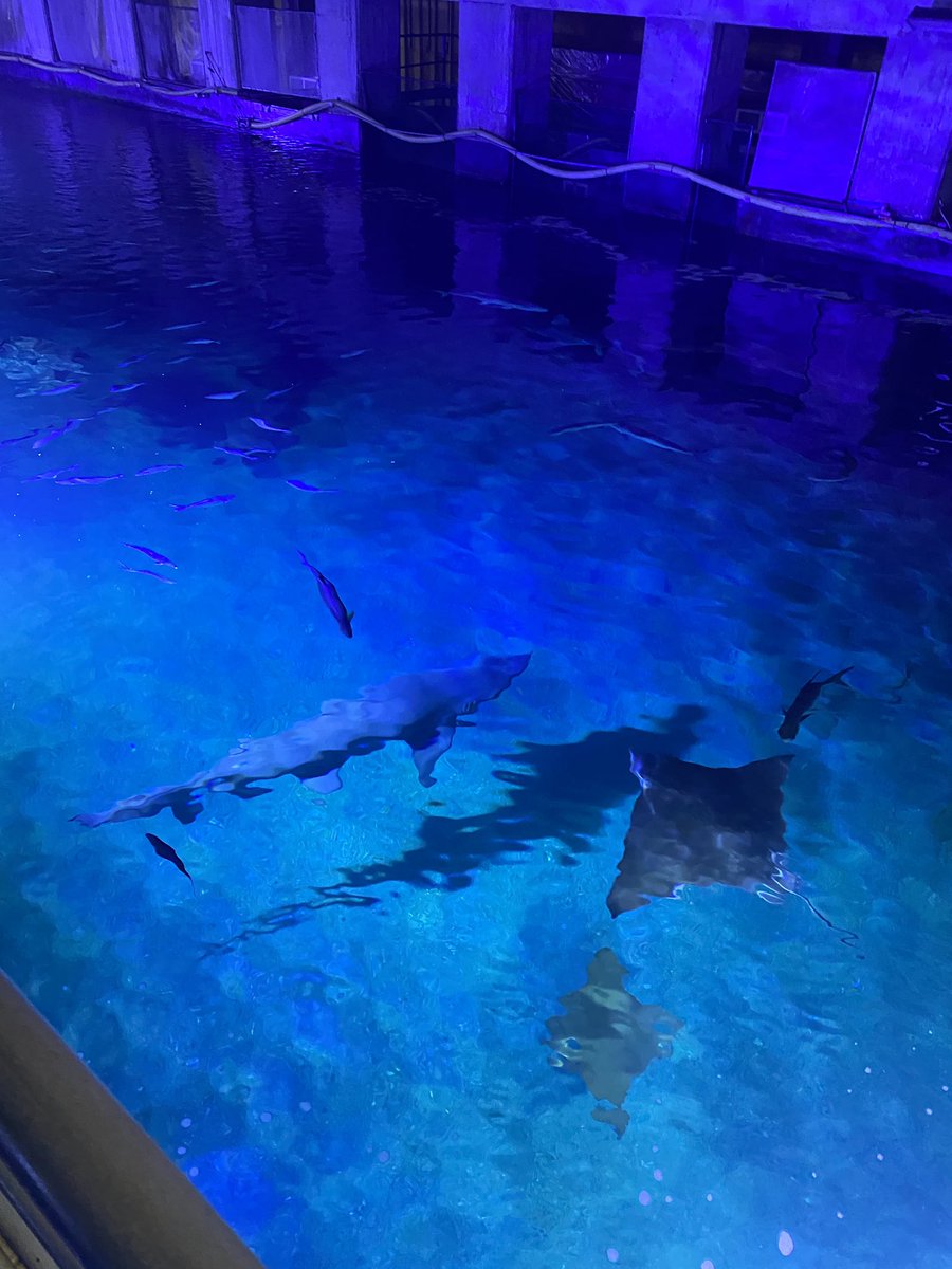 haleydolton's tweet photo. Awesome 1st day at @SharksInt2022 learning about all the behind the scenes action, including an @ExeterMarine reunion with @RoatanGaby 😁 p.s. We found cute inside that fluffy blue shark CT scan… ;) https://t.co/r4U3LkQxth
