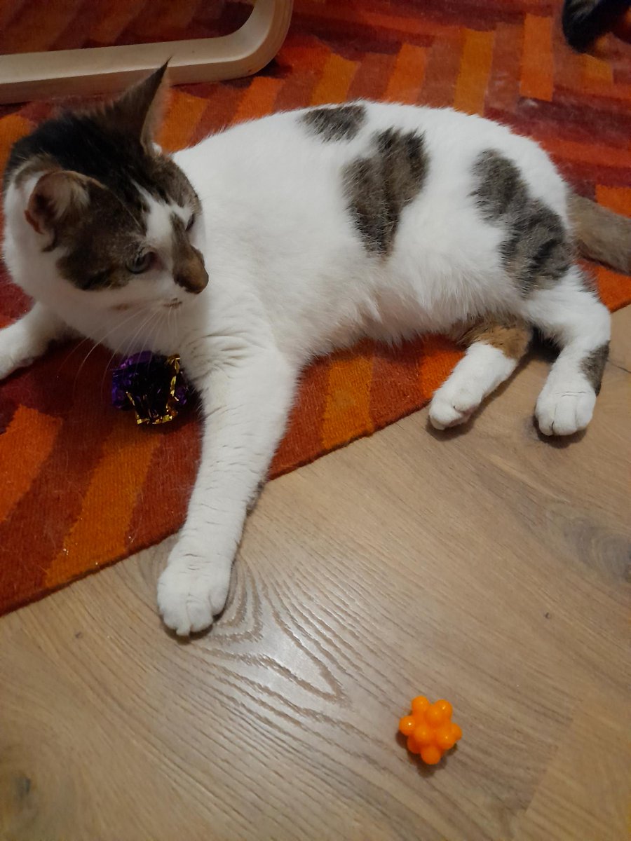 RonMagellan's tweet photo. La collègue de la maine elle lui a fait le cadeau qu'il est pour nous 😻
Très bonne collègue. https://t.co/kdR5lJG6Dz