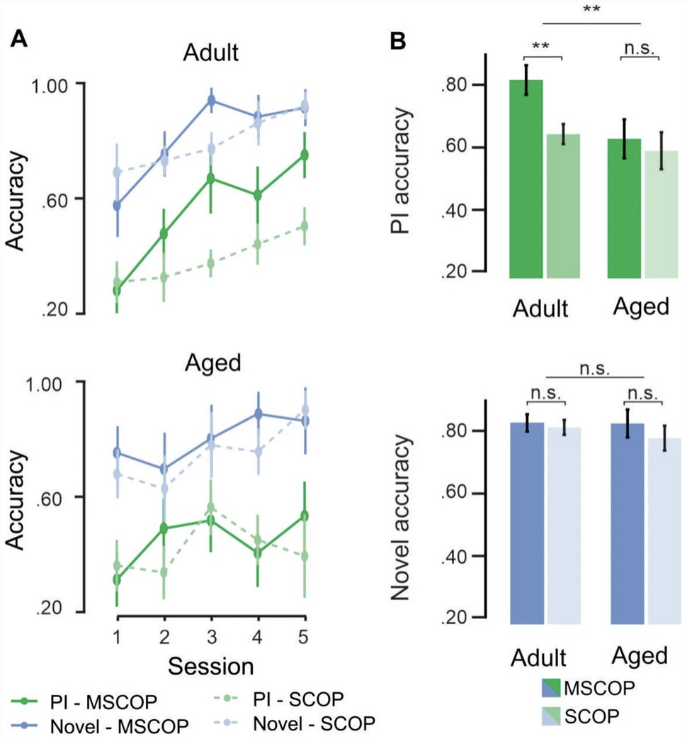 ExpBrainRes's tweet photo. Natural aging in rats impairs cognitive flexibility similarly to blocking ACh receptors in young adults, but the combination has no additive effect: older rats have no further flexibility deficits from ACh antagonism. @cmcammarata @CornellPsychDpt https://t.co/g5gNGHSzX4 https://t.co/paW9p3S9ks