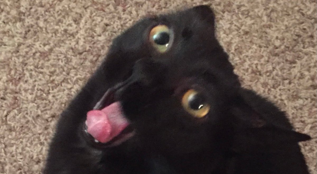 CatJacketDAO's tweet image. BOO!👻🎃🐈‍⬛