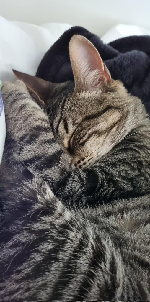 crescent_120's tweet photo. @JoJoFromJerz Cant think of any funny jokes offhand but here's a photo of my cat https://t.co/BcYxYRsBRH