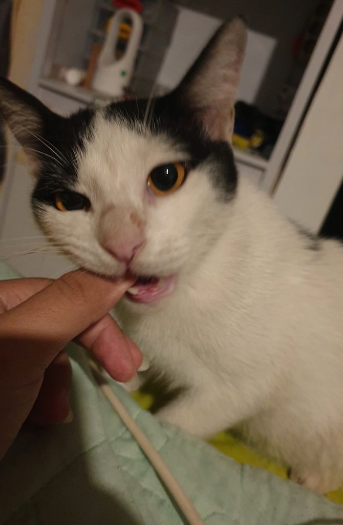 Nemu kucing brutal. Gue elus dikit langsung gigit.