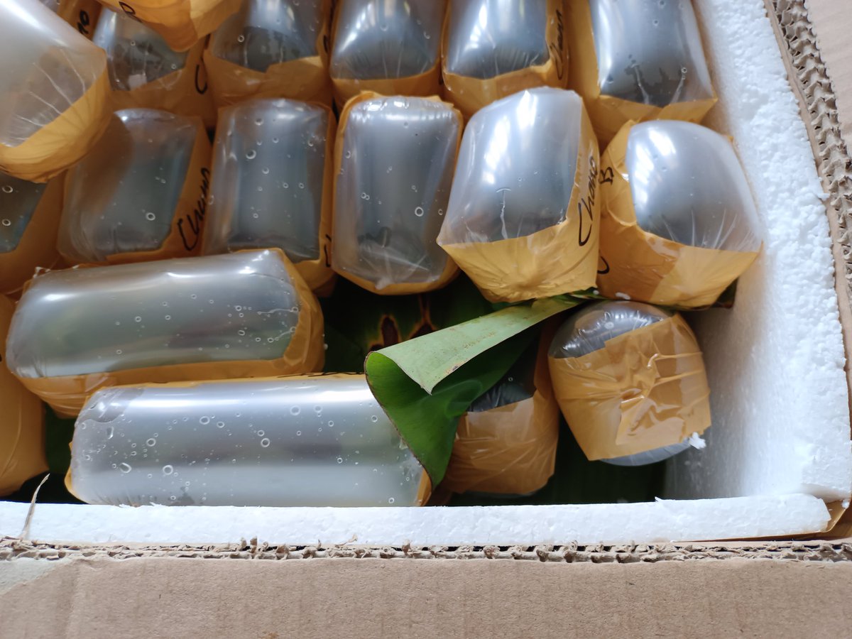 BKIPMBontang's tweet photo. Pengiriman komoditi ikan cupang tujuan Jambi
@BuTariPmk 
@BKIPMBalikpapan 
@ekosulys24 https://t.co/mjruBgx9s2