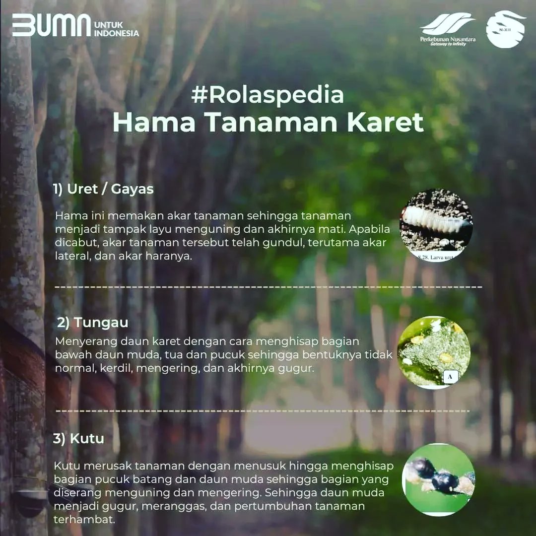 XiiPtpn's tweet photo. Halo, #KawanRolas.
Di konten #Rolaspedia sekarang kenalan yuk dengan hama tanaman karet! 

Produksi tanaman karet yang menurun, biasanya dipengaruhi oleh hama yang menyerangnya.
Apa saja sih hama yang menyerang tanaman karet?
Simak konten di atas ya
Reposted from @officialptpn12 https://t.co/t2eGsRAwHv
