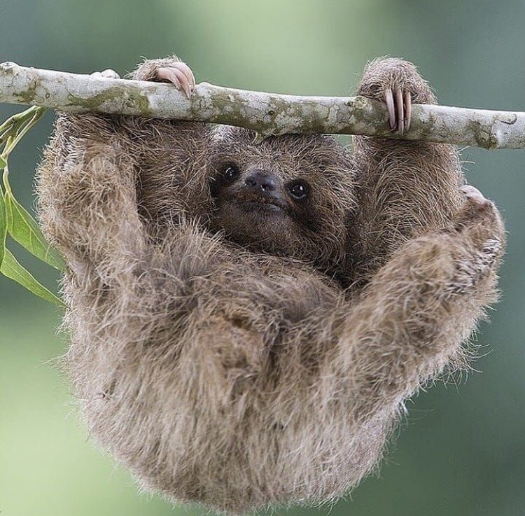 LeosAnimalPlan1's tweet photo. Happy #worldslothday Sloths are very #endangered because of habitat destruction and poaching. They are a keystone species: protecting #sloths ultimately benefits a whole host of other species, from poison dart frogs to Great Green Macaws. 🦥💚 #internationalslothday https://t.co/B6iS9X31PQ