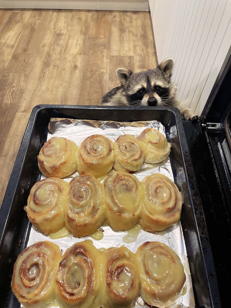 Raccoons Hourly (@raccoonhourly) on Twitter photo 