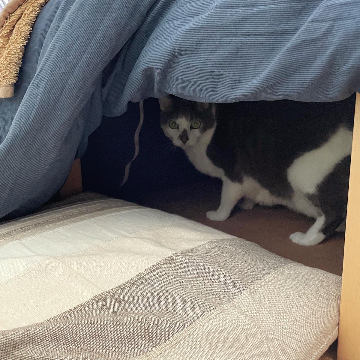 今年もこたつの季節がやってきました。 ①「あっ…あったかいやつだ
