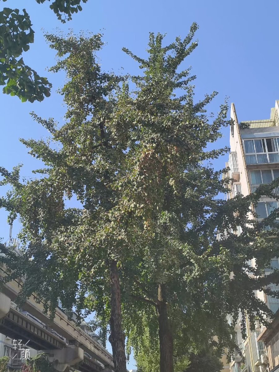 Liming523 tweet media