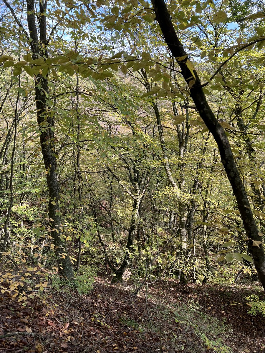 Мы в лесу, грибов не нашли, но хотя бы просто гуляем!🥰 
@Bucku_3gecb <a href="/vikulov_nikita/">Никита Викулов</a>