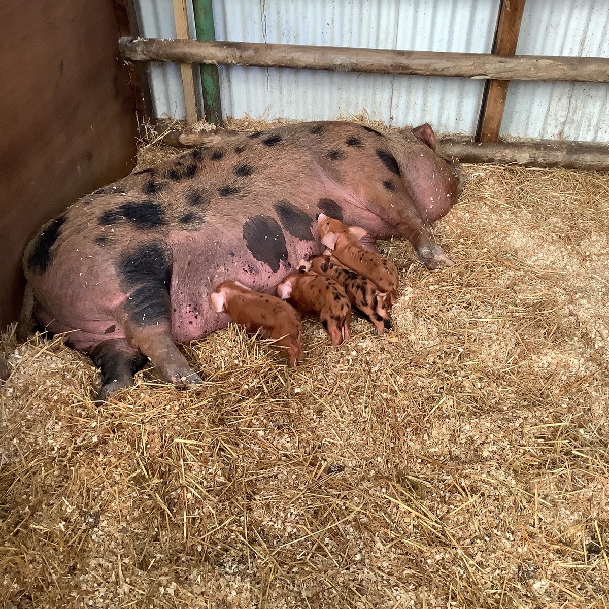 Elm class have had an amazing time at Curly’s Farm, walking the goats and feeding the pigs <a href="/PrimaryElaine/">Elaine Primary</a>  <a href="/EEC_Elaine/">Elaine Education Centre</a> 🐐🐖