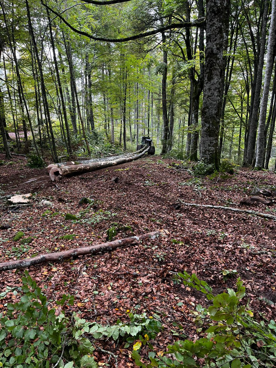 Grupo Operativo GO Fagus tweet media